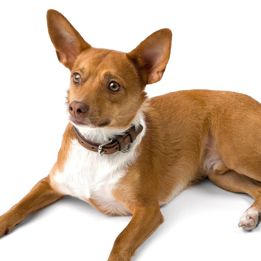 Kodak Collar